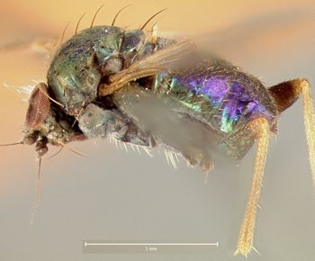 Media type: image;   Entomology 12900 Aspect: habitus lateral view